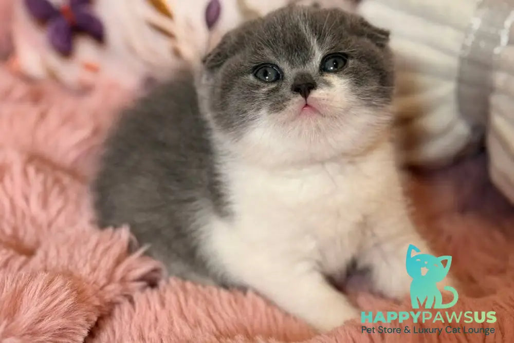 Ponochka Scottish Fold female blue bicolour - live animals