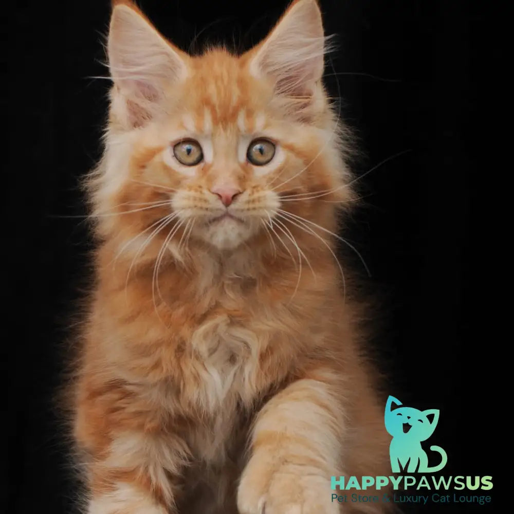 Pontiac Deluxe Maine Coon polydactyl 6x6x6x6 male red - live animals