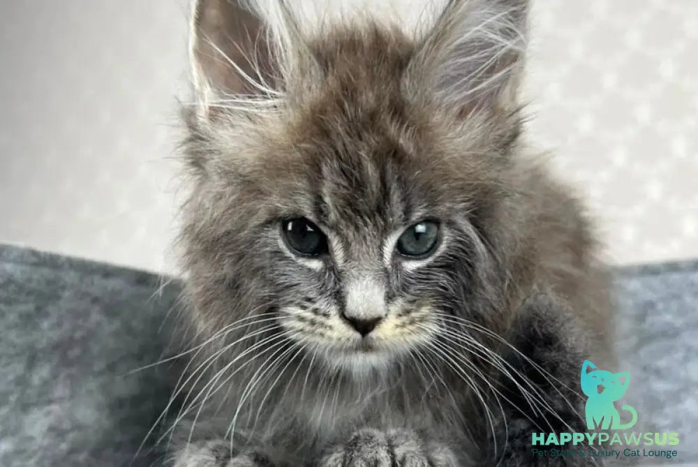Pop Star Maine Coon male blue tabby - live animals