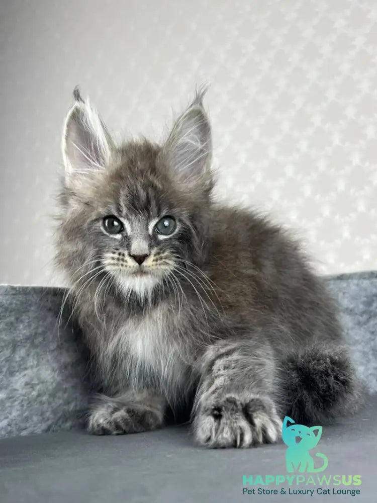 Pop Star Maine Coon male blue tabby - live animals