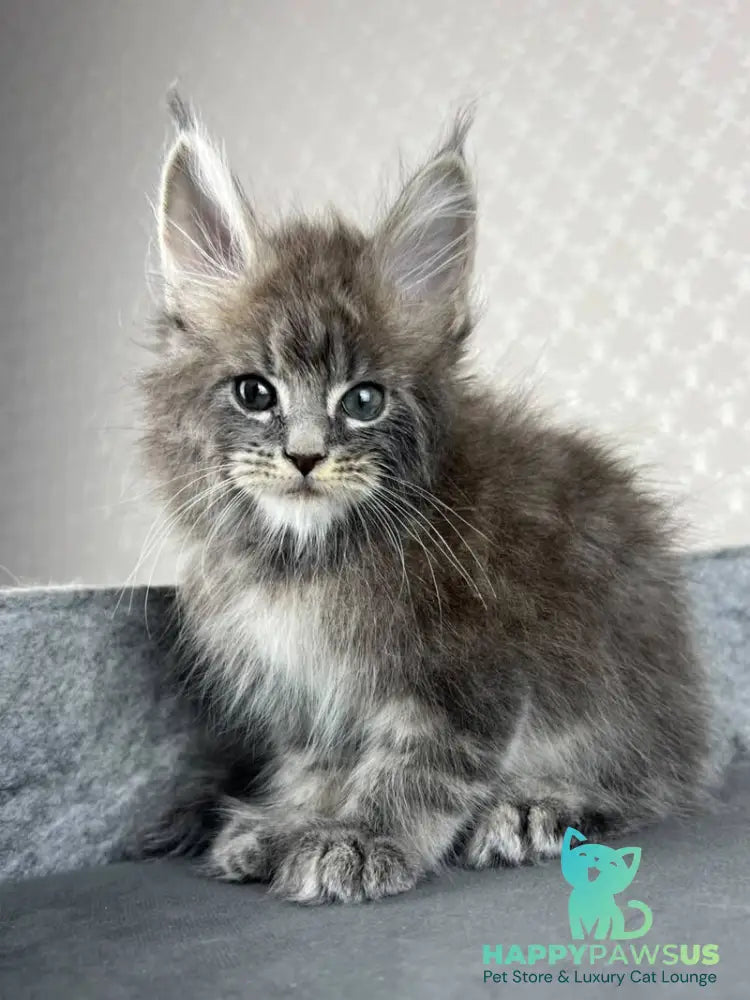 Pop Star Maine Coon male blue tabby - live animals