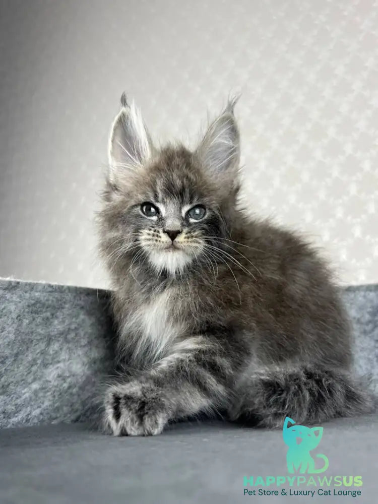 Pop Star Maine Coon male blue tabby - live animals