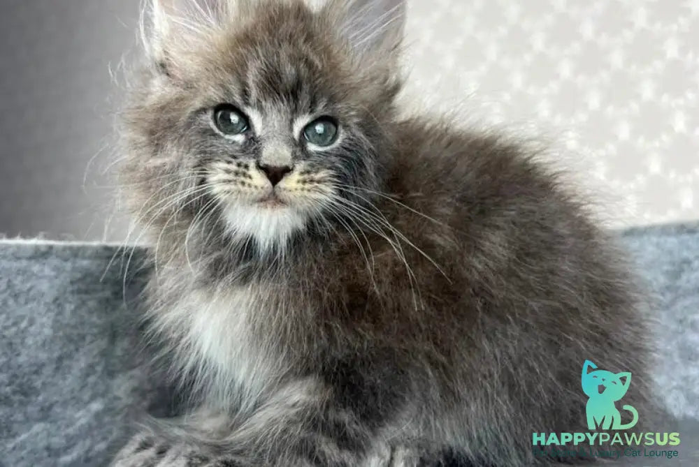 Pop Star Maine Coon male blue tabby - live animals