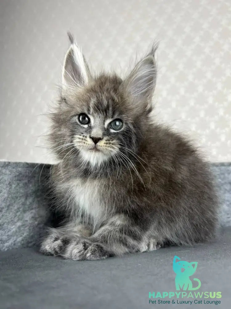 Pop Star Maine Coon male blue tabby - live animals