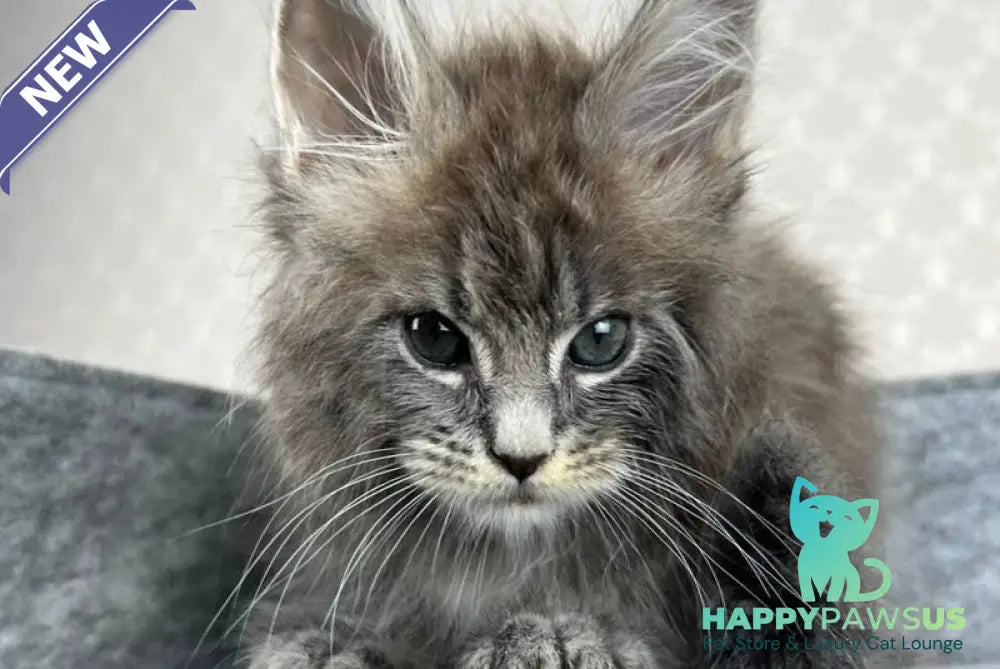 Pop Star Maine Coon male blue tabby - live animals