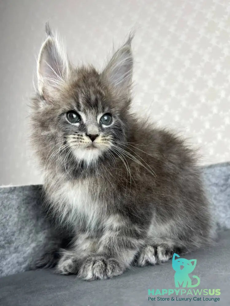 Pop Star Maine Coon male blue tabby - live animals