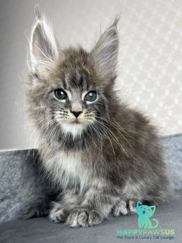 Pop Star Maine Coon male blue tabby - live animals
