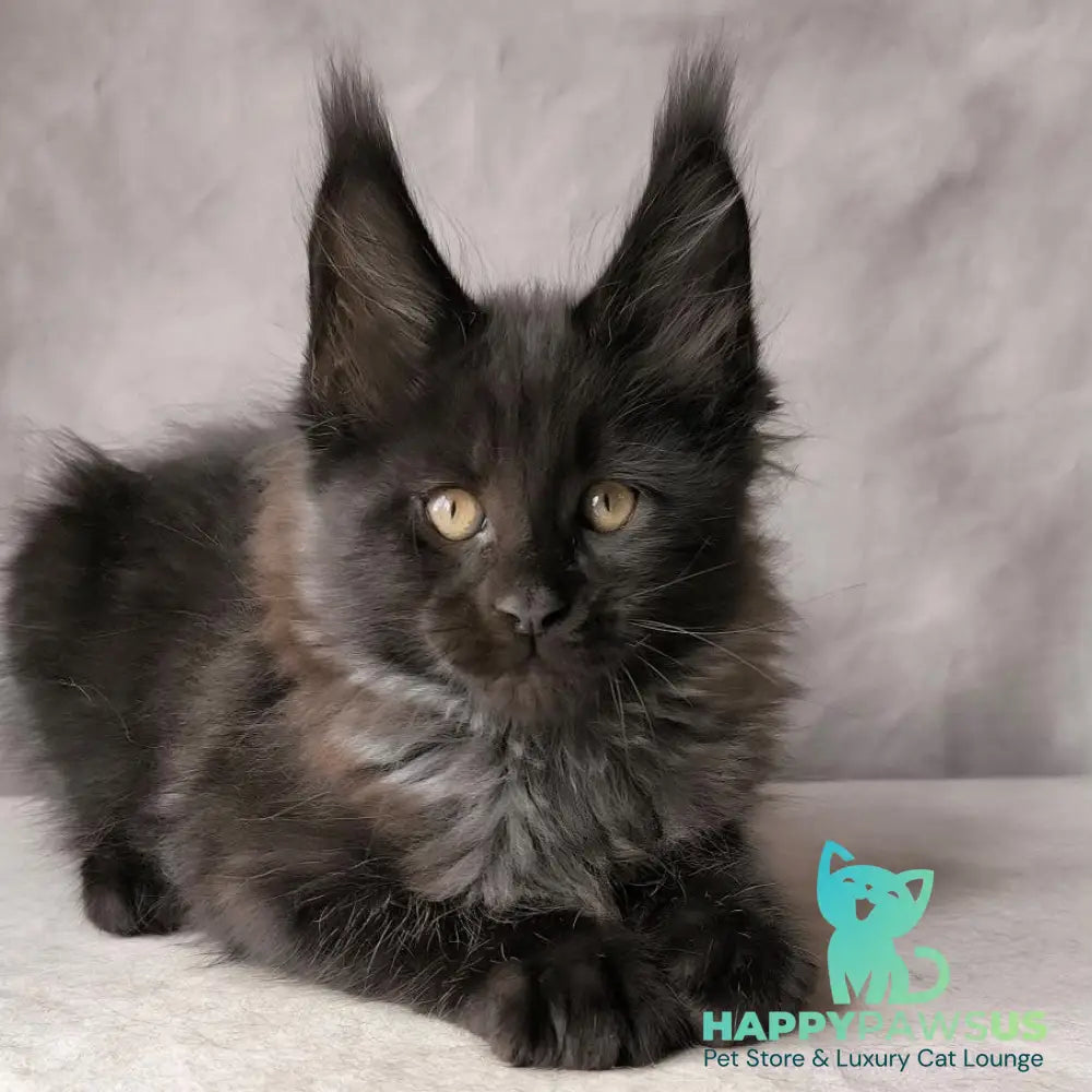 Poseidon Maine Coon male black - live animals