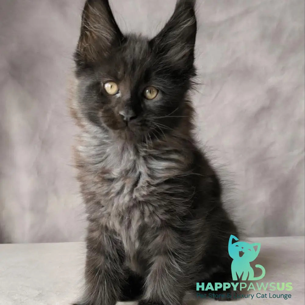 Poseidon Maine Coon male black - live animals
