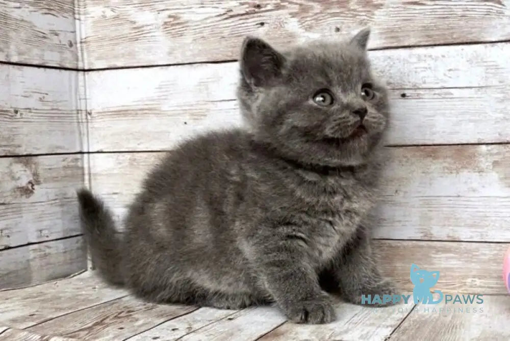 Poseydon British Shorthair male blue live animals