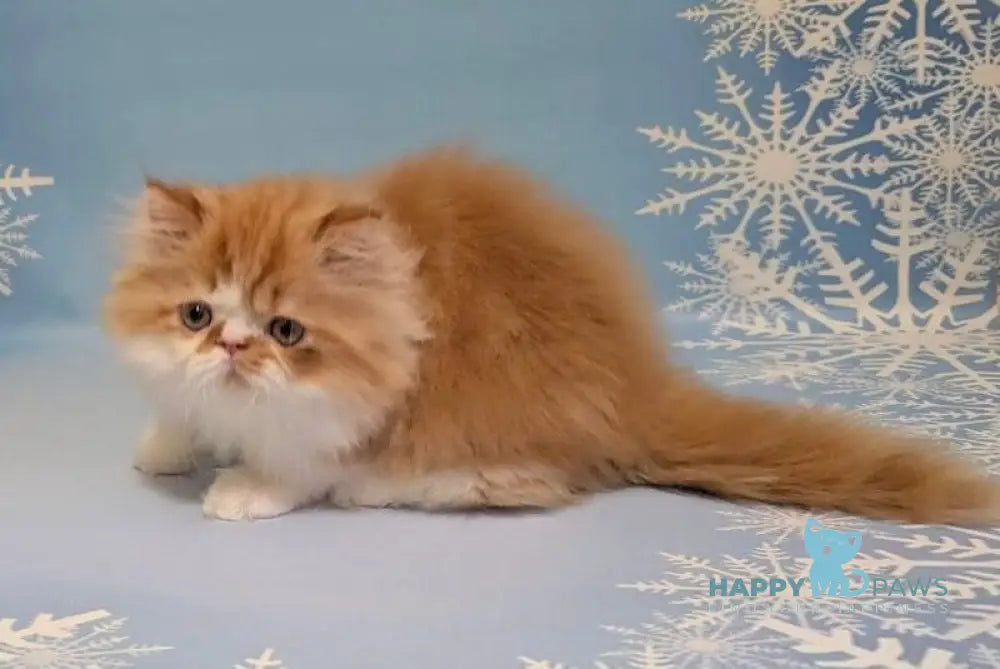 Poseydon Persian male red tabby bicolour live animals