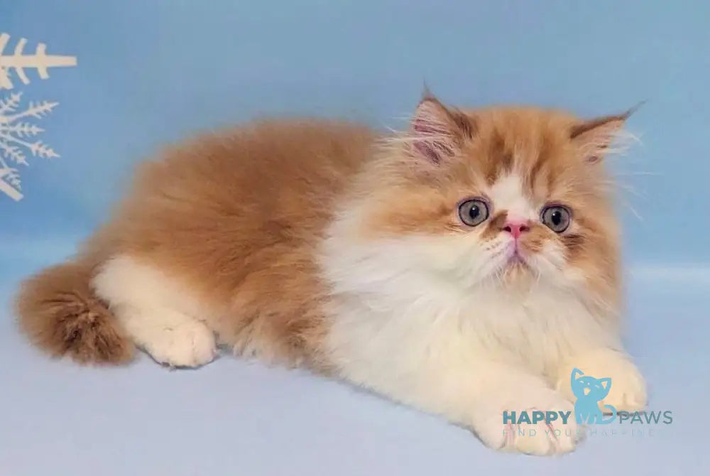 Poseydon Persian male red tabby bicolour live animals