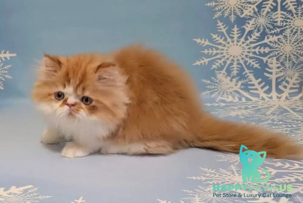 Poseydon Persian male red tabby bicolour live animals