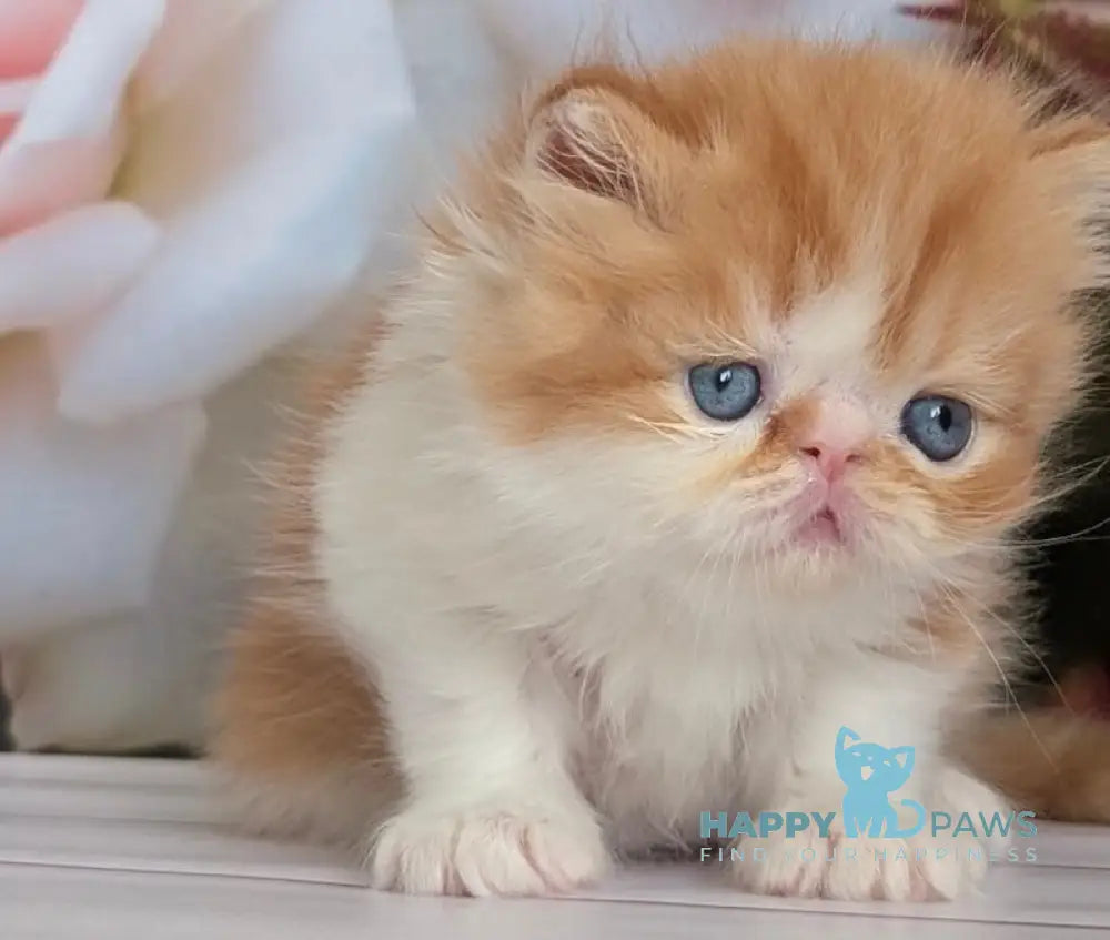 Poseydon Persian male red tabby bicolour live animals
