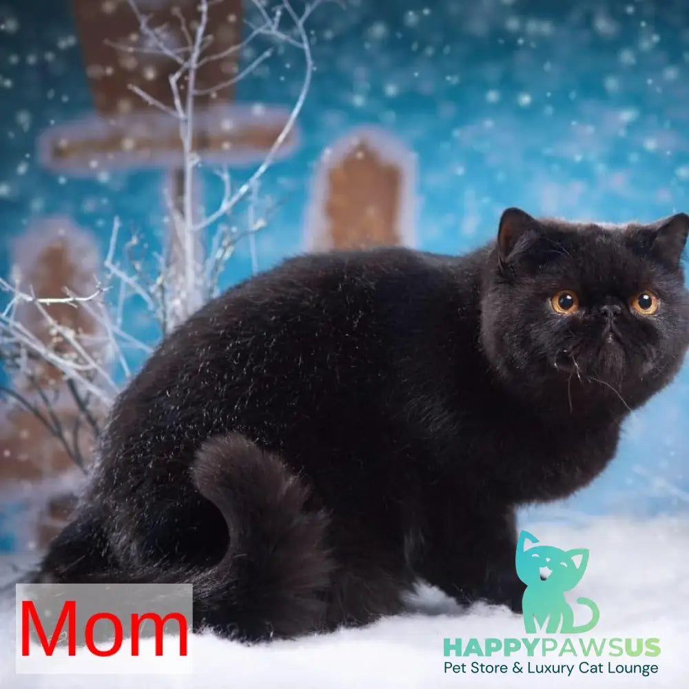Potap Exotic male black bicolour - live animals