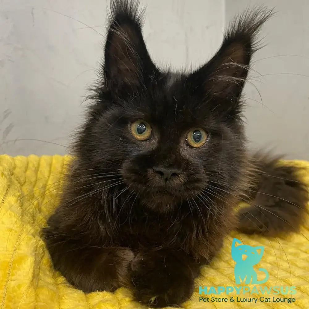 Potap Maine Coon male black - live animals