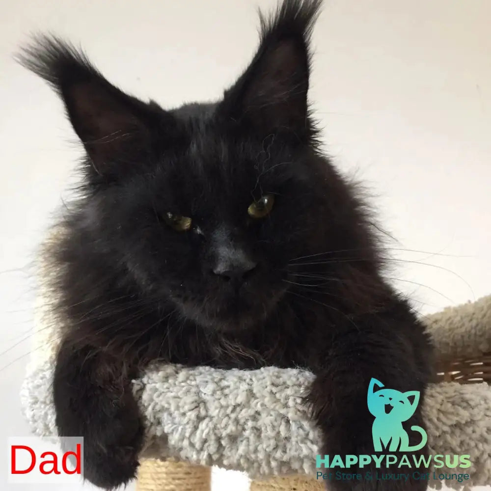 Potap Maine Coon male black - live animals