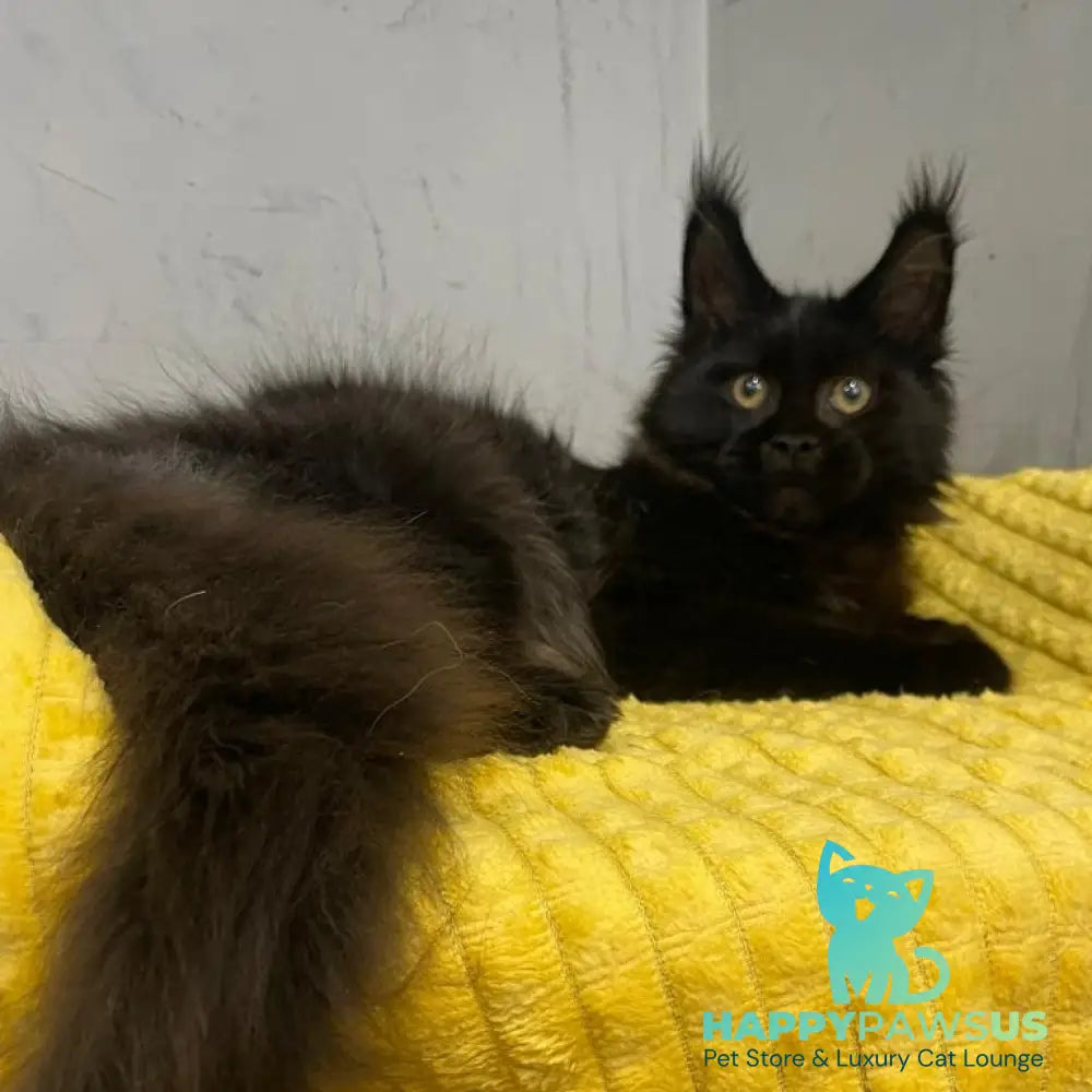 Potap Maine Coon male black - live animals