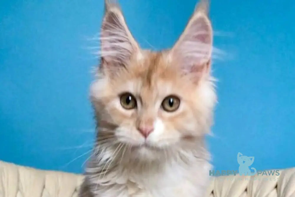 Potap Maine Coon male cream silver bicolour live animals
