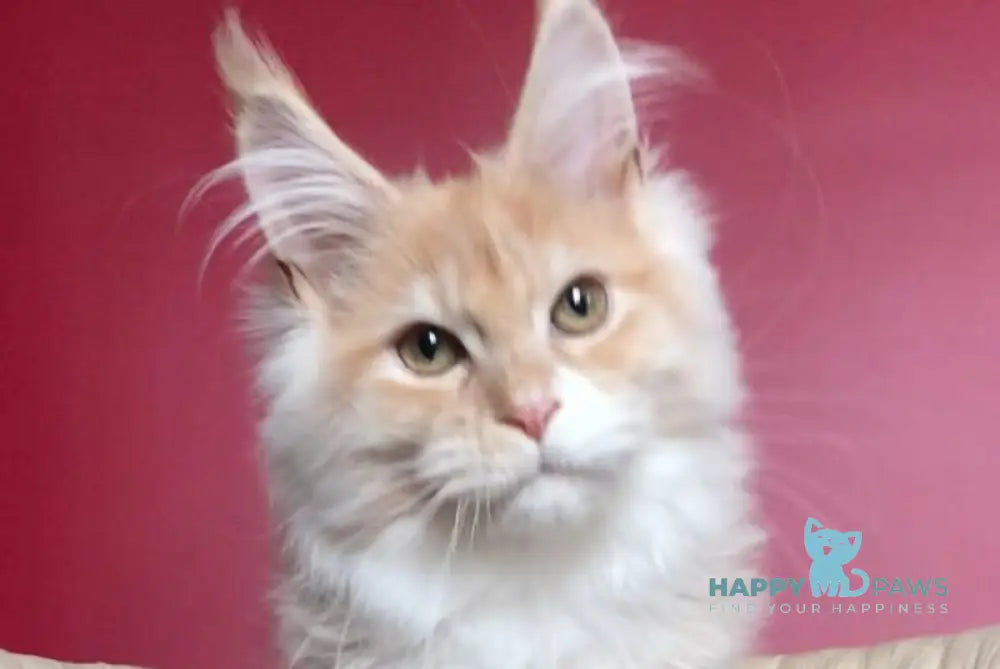 Potap Maine Coon male cream silver bicolour live animals