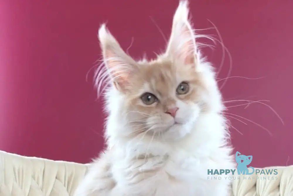 Potap Maine Coon male cream silver bicolour live animals