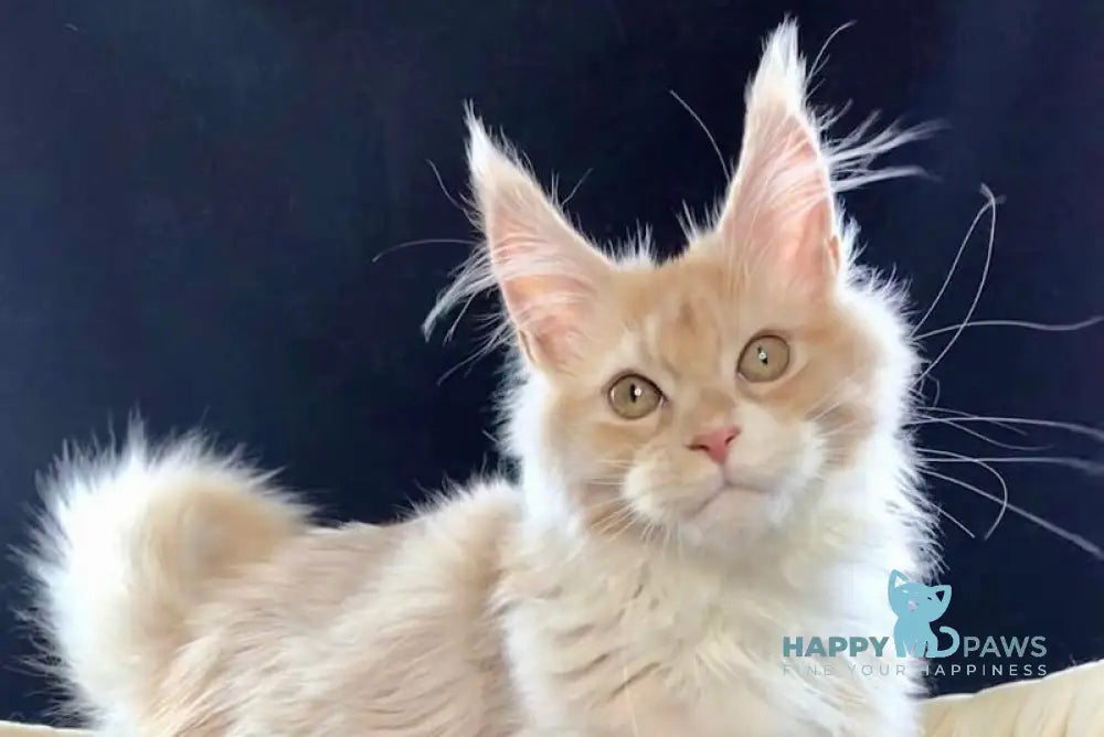 Potap Maine Coon male cream silver bicolour live animals