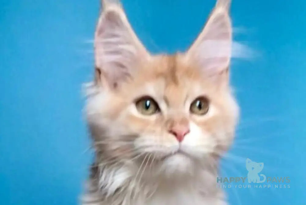 Potap Maine Coon male cream silver bicolour live animals