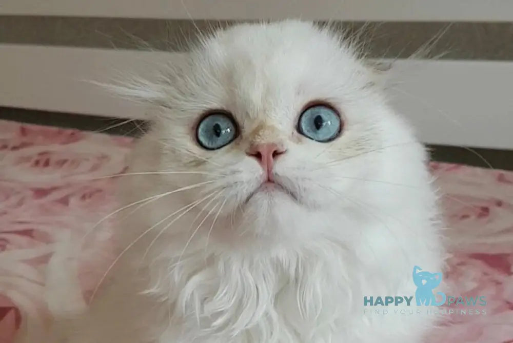 S-Potap Scottish Fold male black golden chinchilla pointed live animals