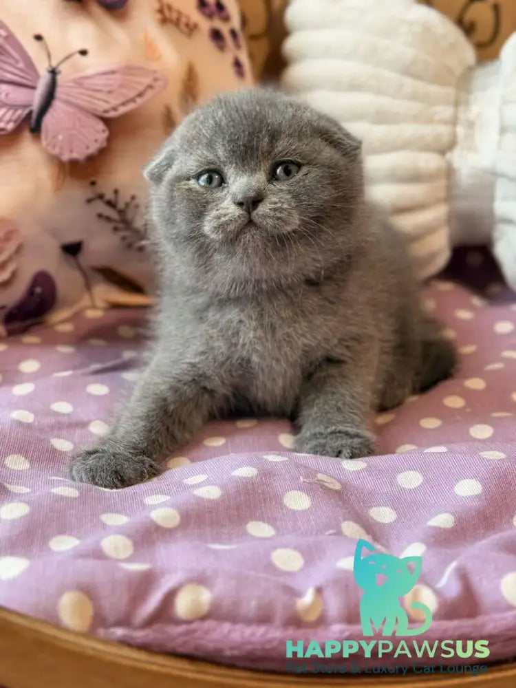 Potapuf Scottish Fold male blue - live animals