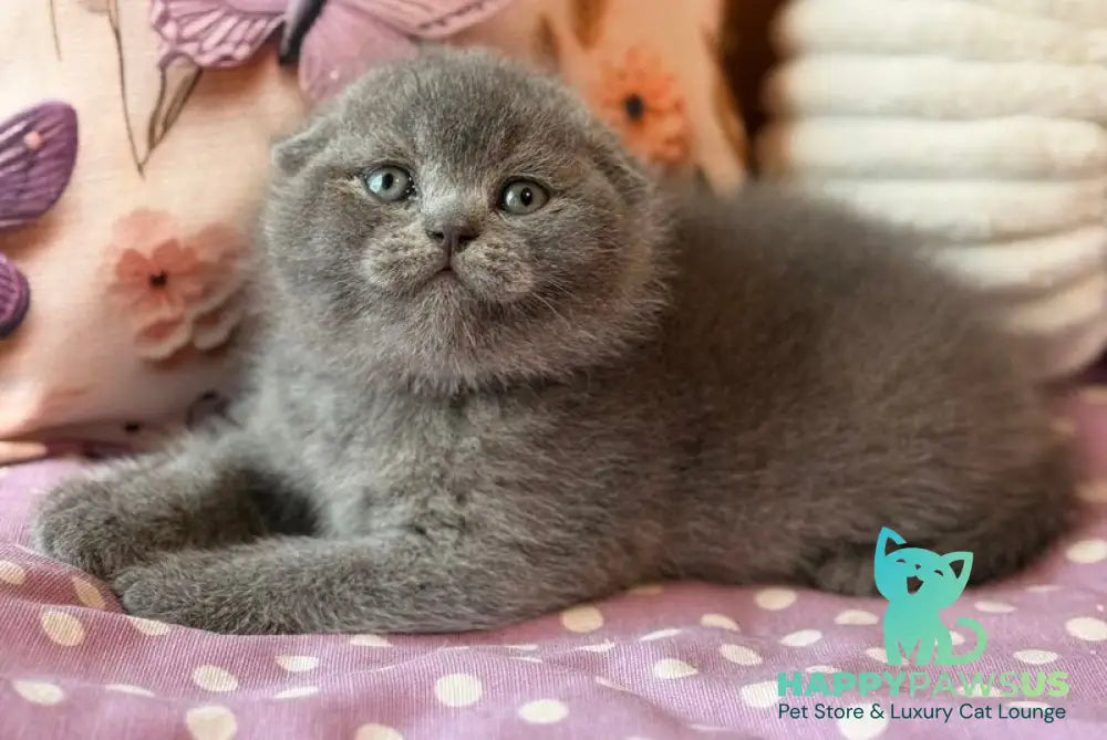 Potapuf Scottish Fold male blue - live animals