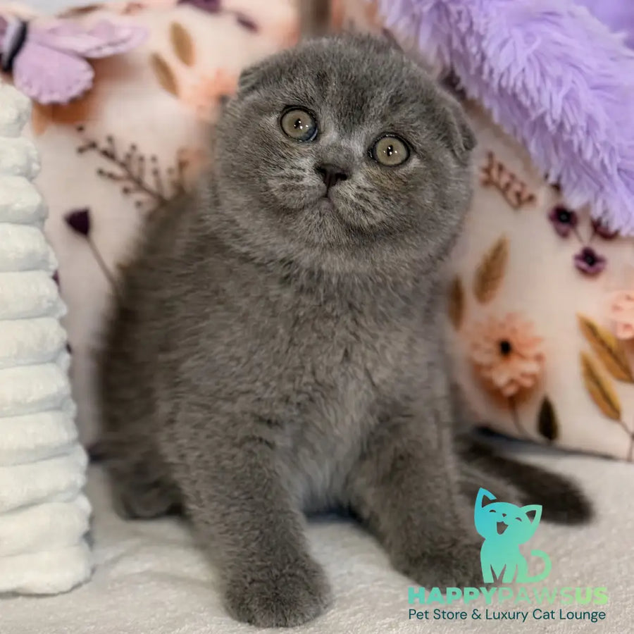 Potapuf Scottish Fold male blue - live animals