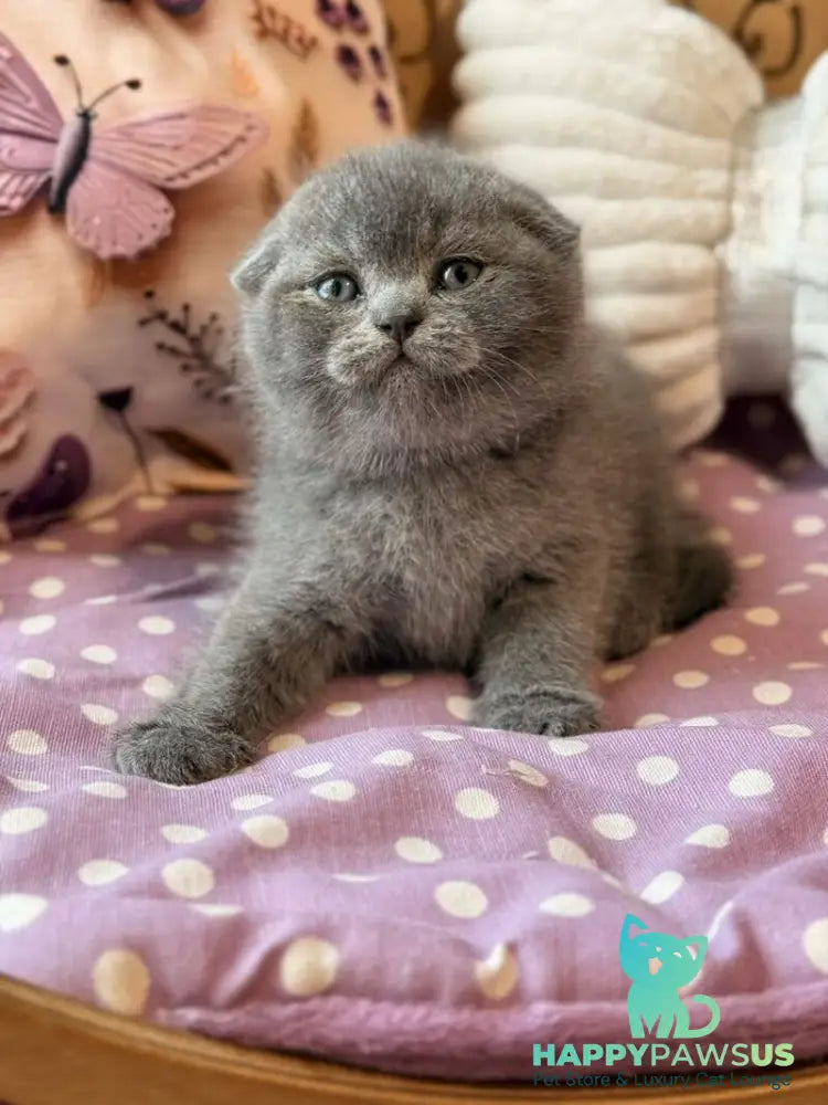 Potapuf Scottish Fold male blue - live animals