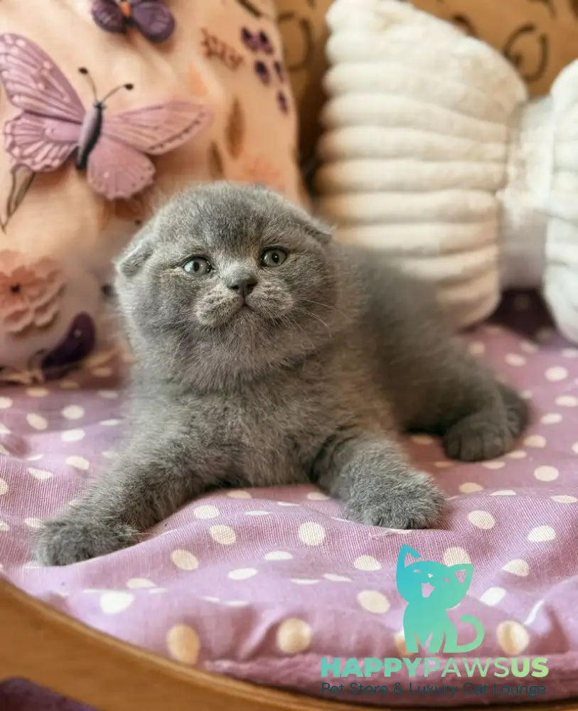 Potapuf Scottish Fold male blue - live animals