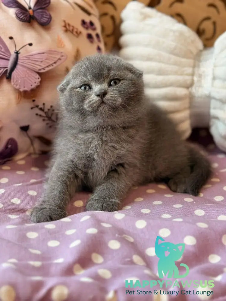 Potapuf Scottish Fold male blue - live animals