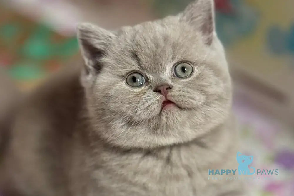 Potapuf Scottish Straight male lilac live animals