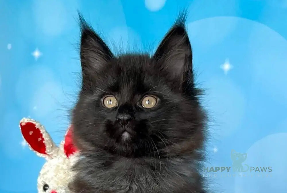 Prada Maine Coon female black silver live animals