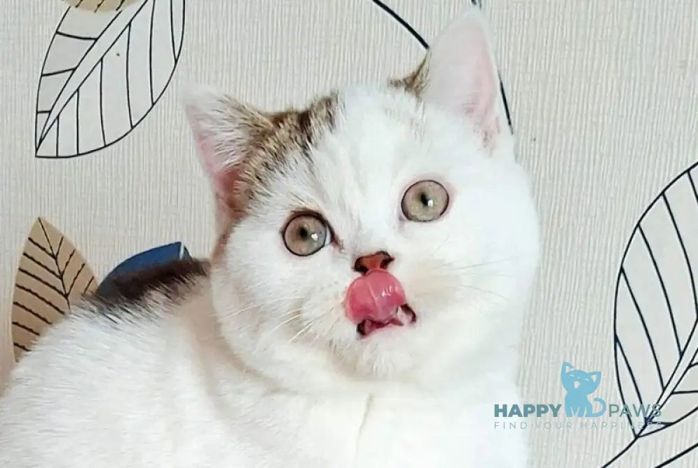 Pretty Baby Scottish Straight female black tabby harlequin live animals