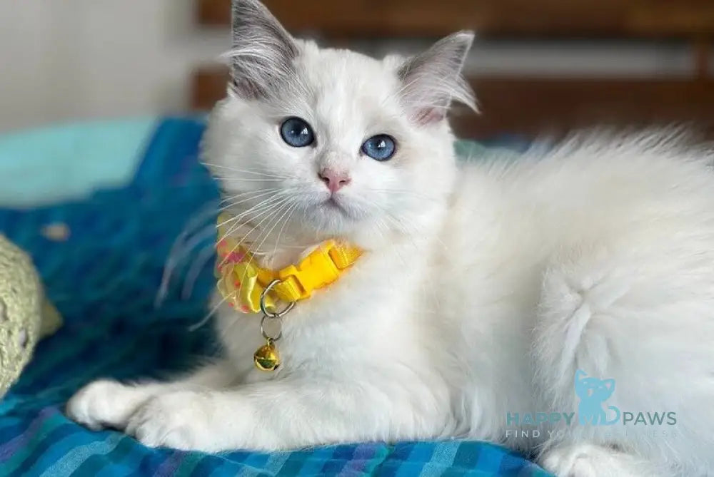 Pretty Ragdoll female blue bicolour live animals