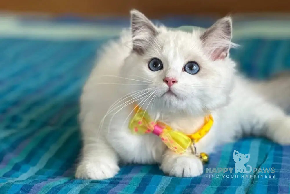 Pretty Ragdoll female blue bicolour live animals