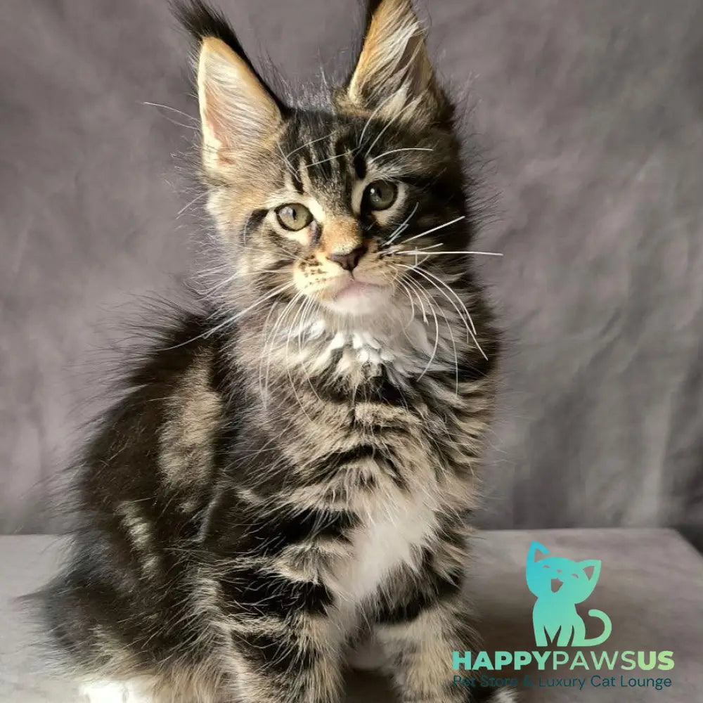 Pretty woman Maine Coon female black bicolour - live animals