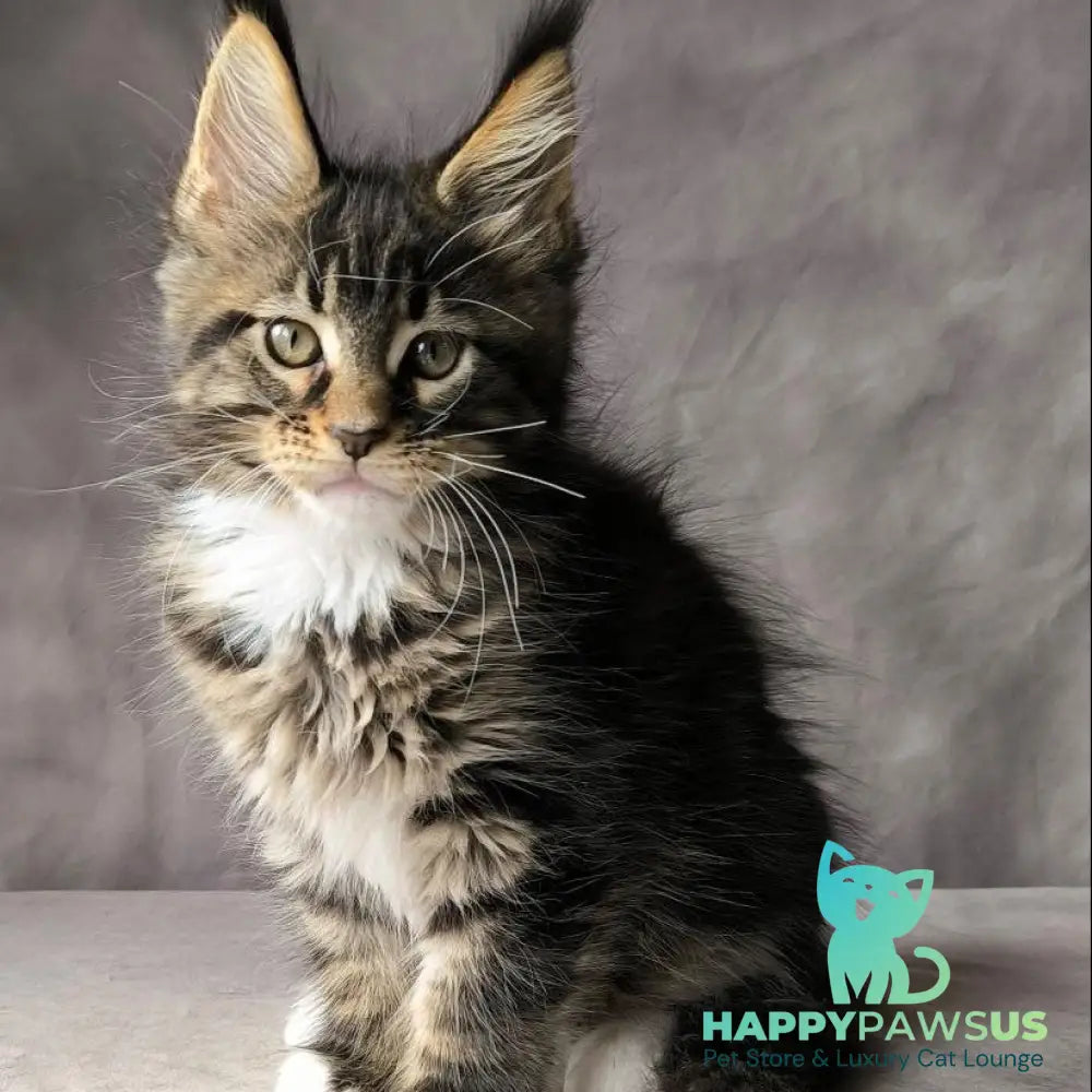 Pretty woman Maine Coon female black bicolour - live animals