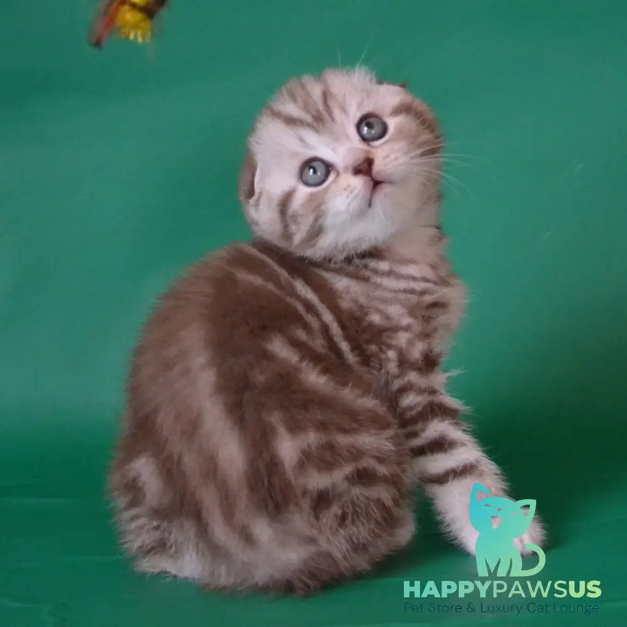 Prima Scottish Fold female chocolate silver tabby - live animals