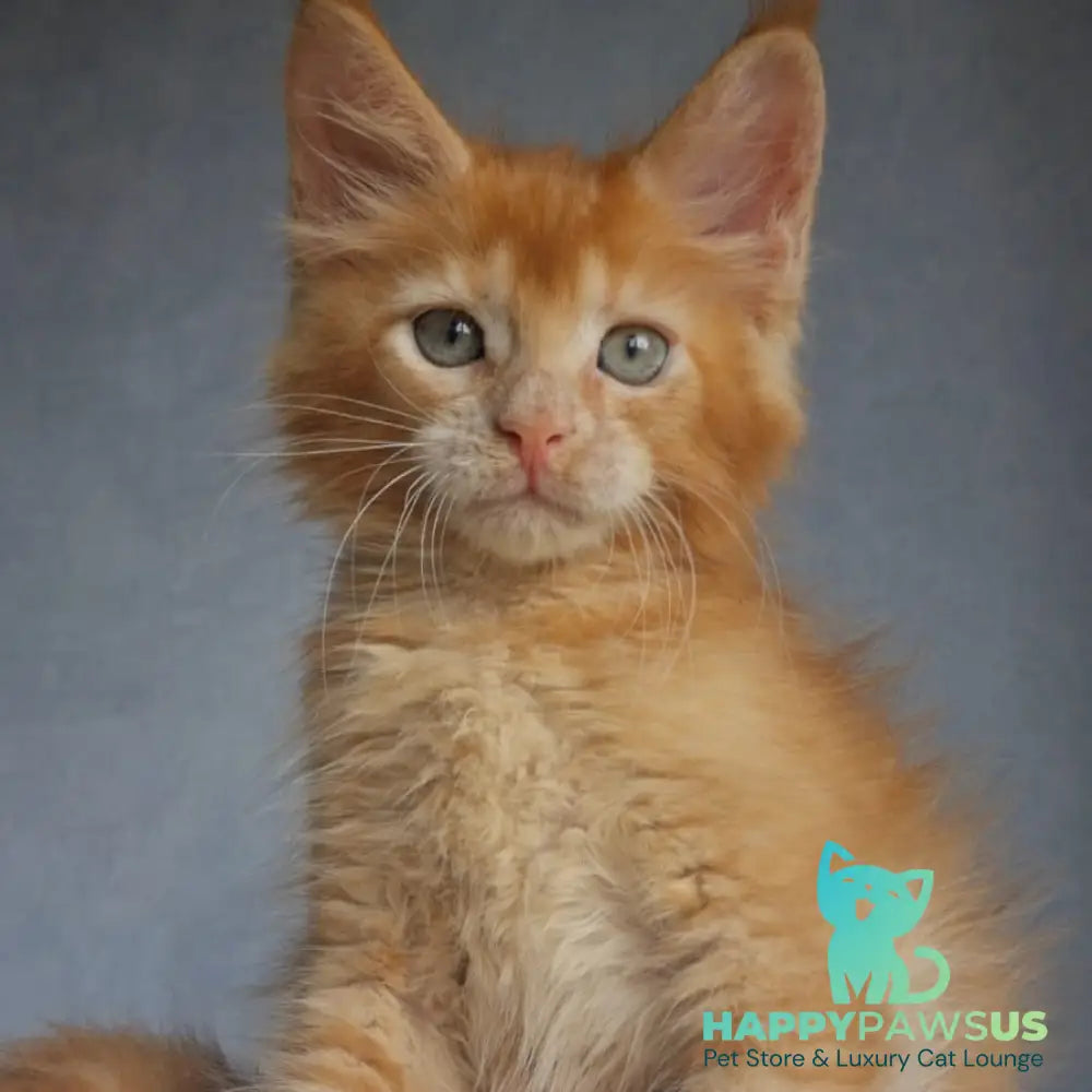 Princ Maine Coon male red - live animals