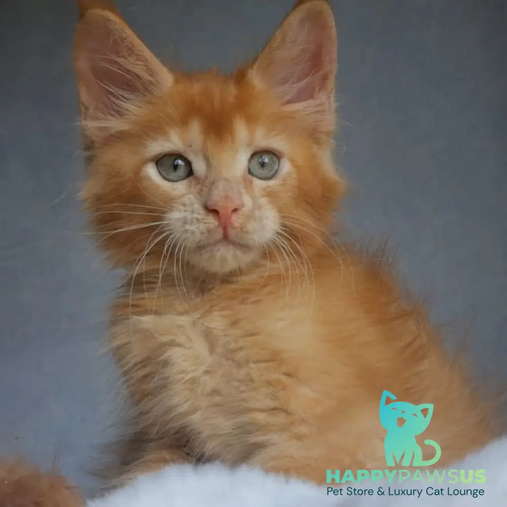 Princ Maine Coon male red - live animals