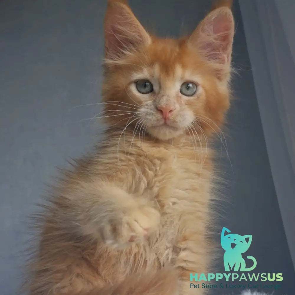 Princ Maine Coon male red - live animals