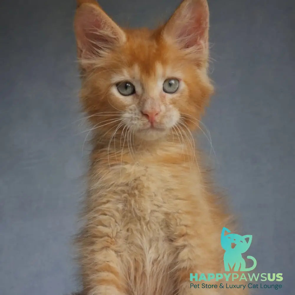 Princ Maine Coon male red - live animals