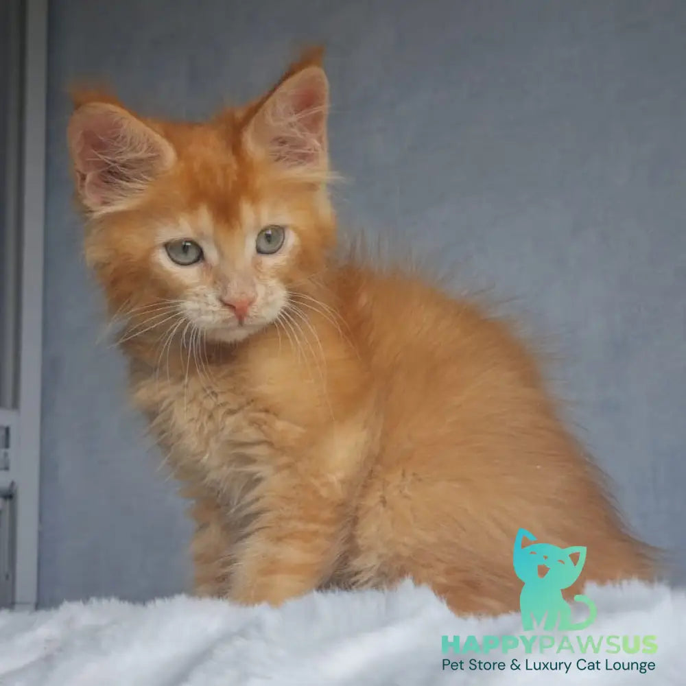 Princ Maine Coon male red - live animals