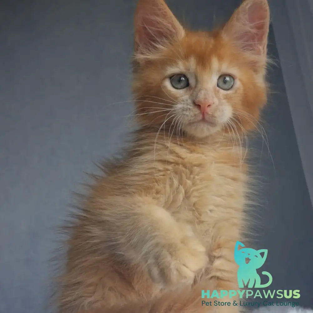 Princ Maine Coon male red - live animals