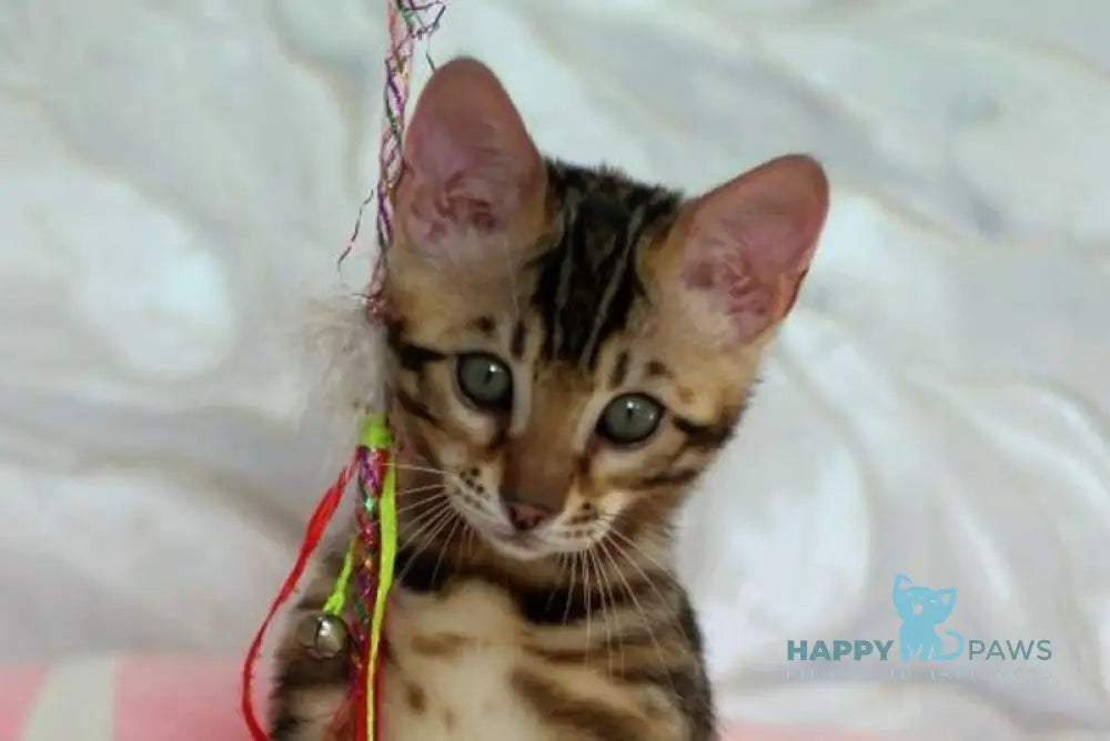 Prince Bengal male black spotted tabby live animals