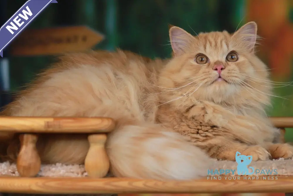 Prince British Longhair male red live animals